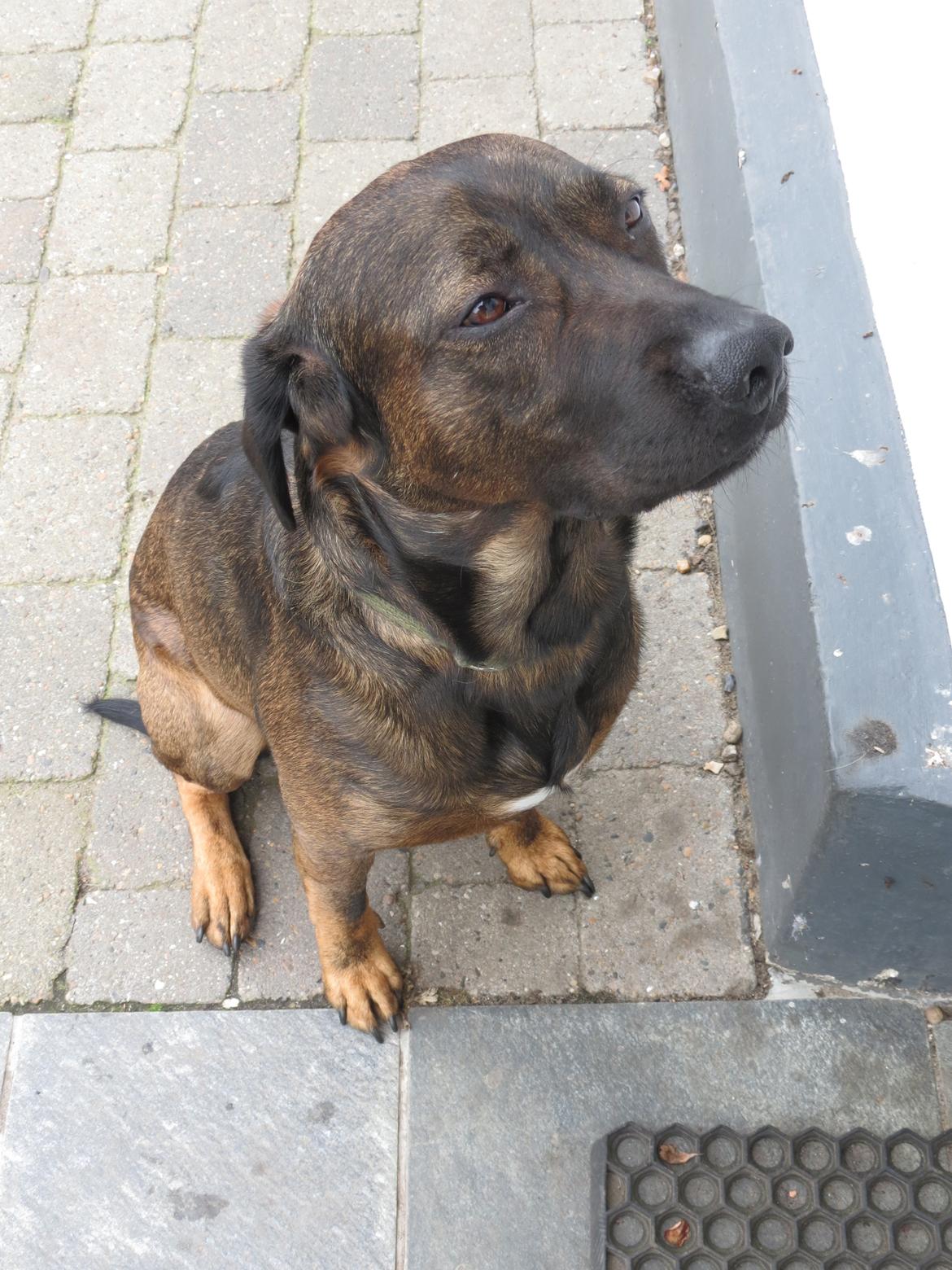 Blanding af racer Odin billede 12