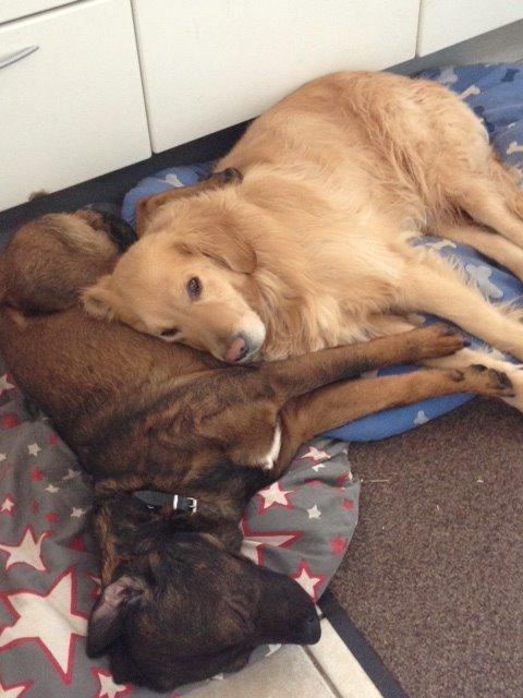 Blanding af racer Odin billede 13