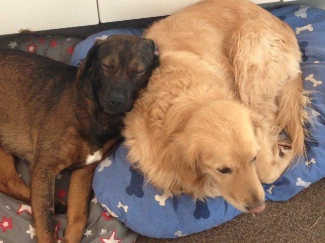 Blanding af racer Odin billede 14