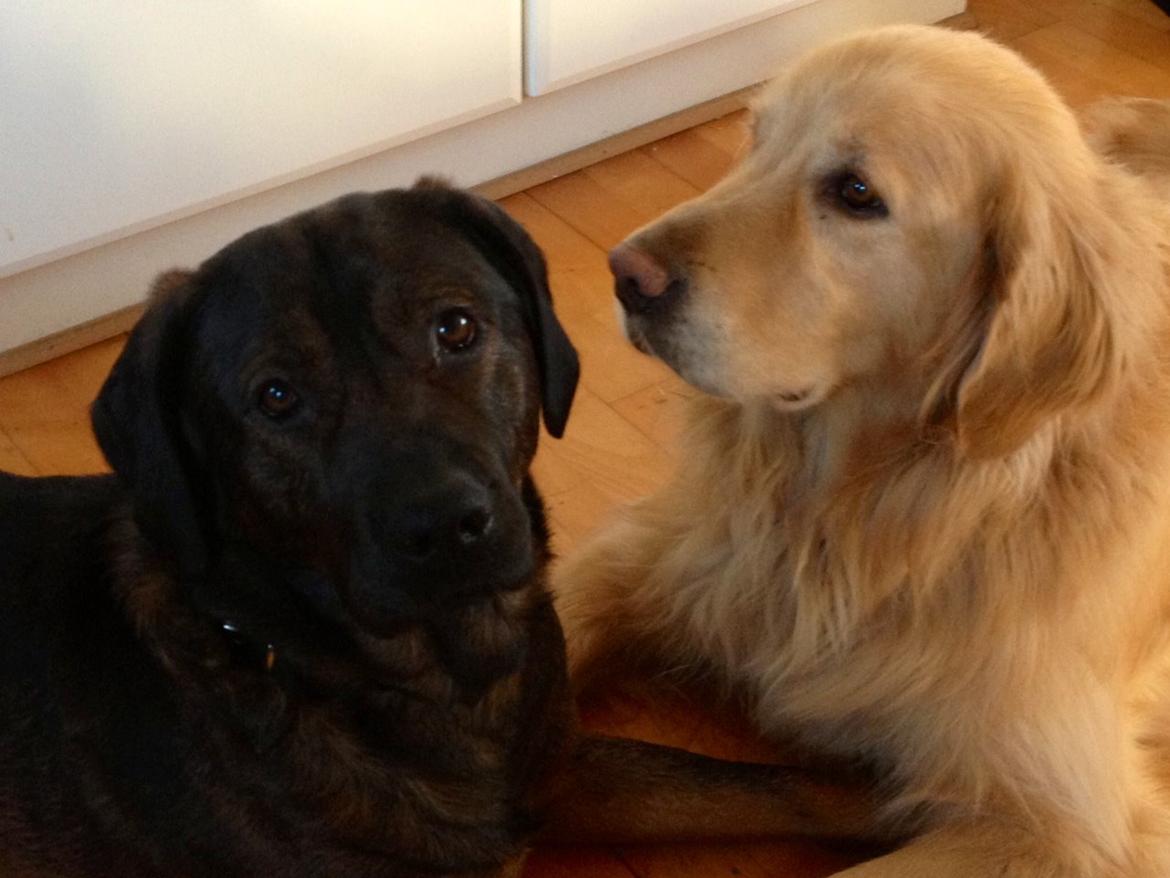 Blanding af racer Odin billede 15