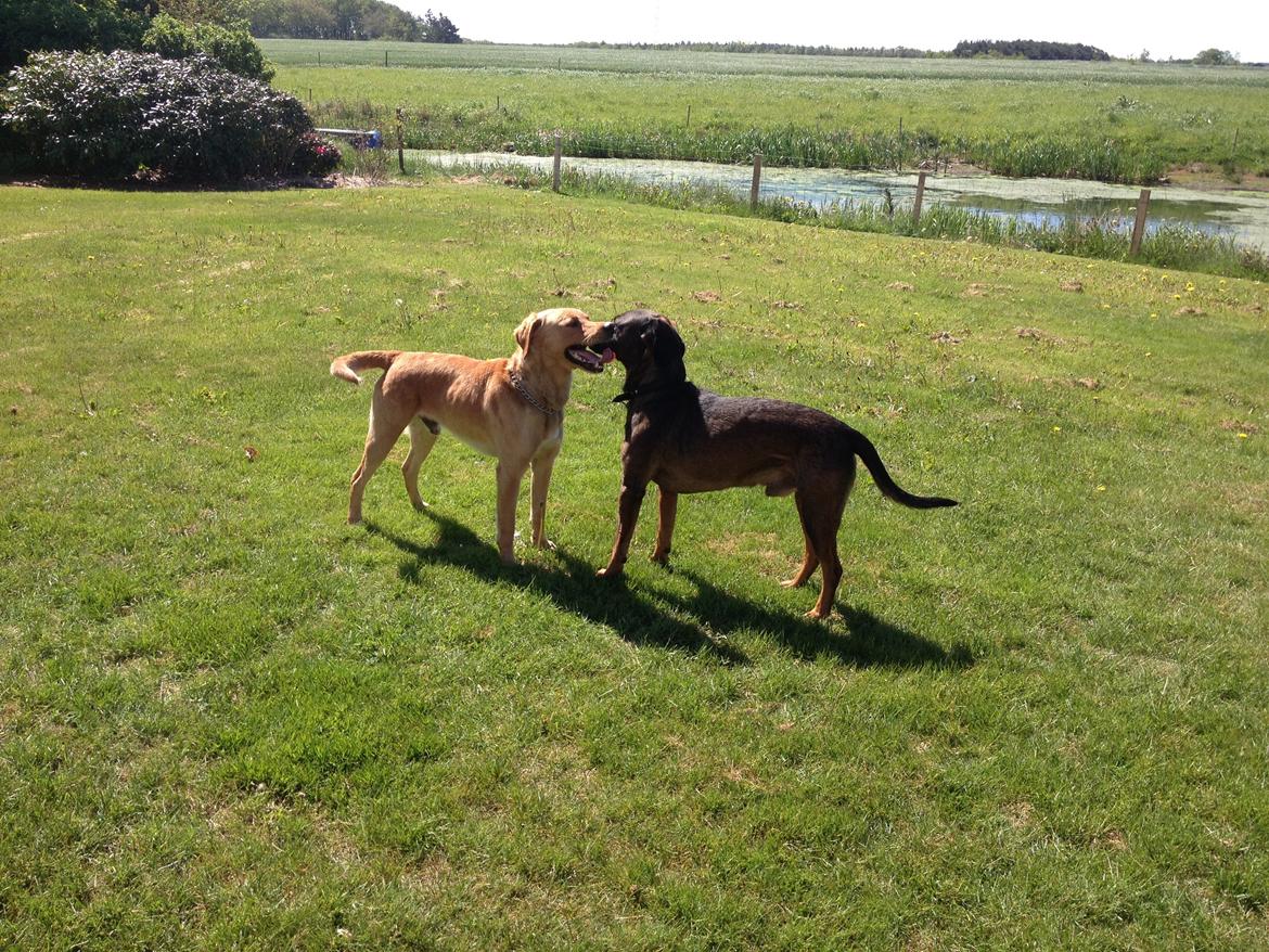 Blanding af racer Odin billede 16