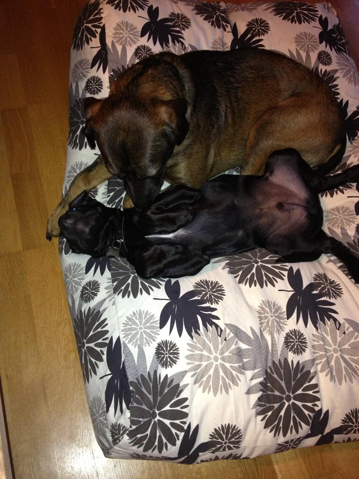 Blanding af racer Odin billede 17