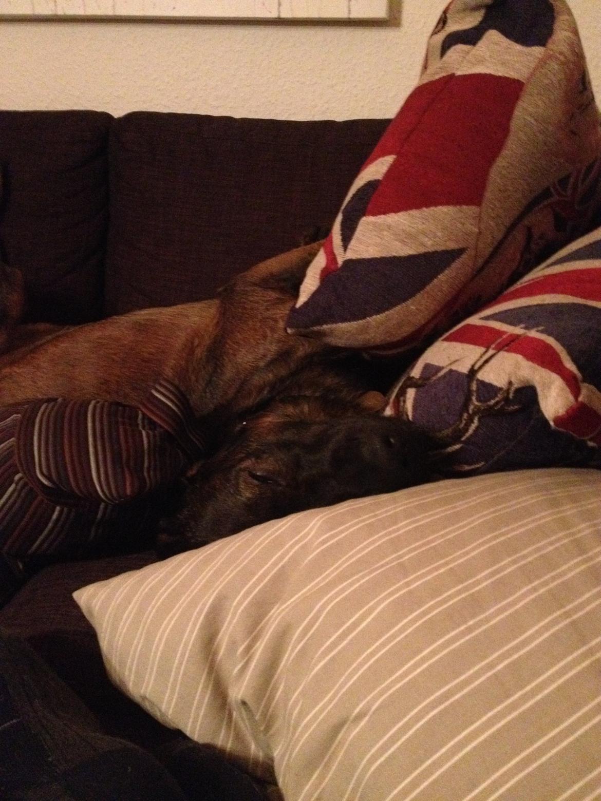 Blanding af racer Odin billede 18