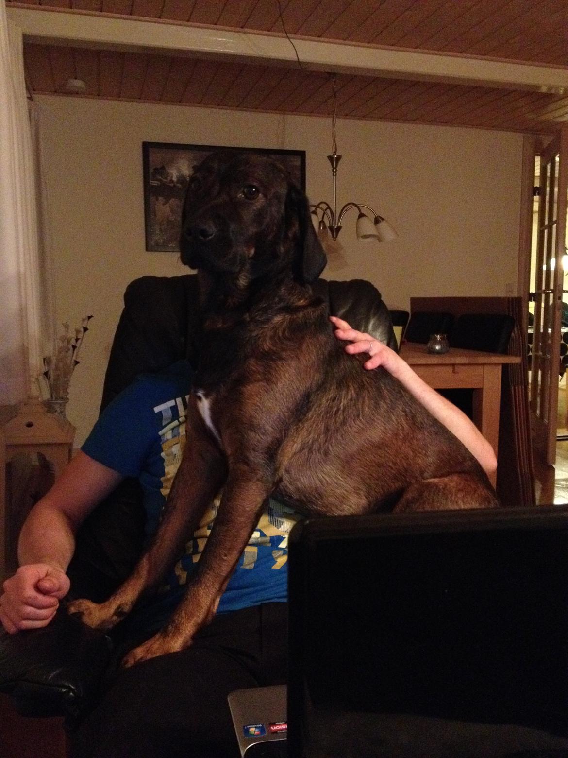 Blanding af racer Odin billede 19