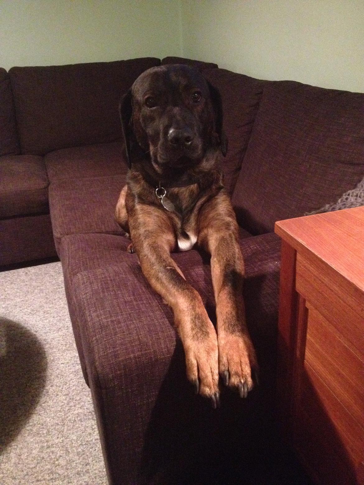 Blanding af racer Odin billede 20