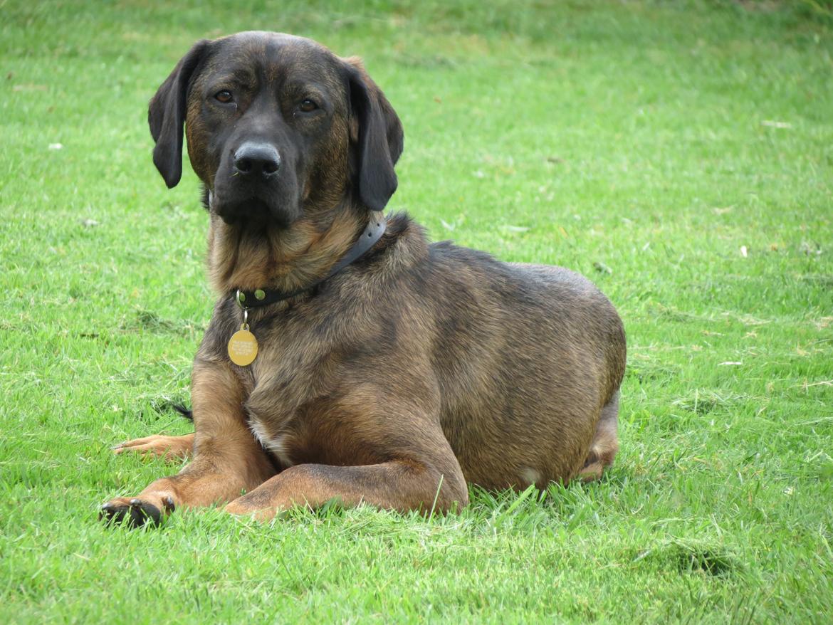 Blanding af racer Odin billede 2