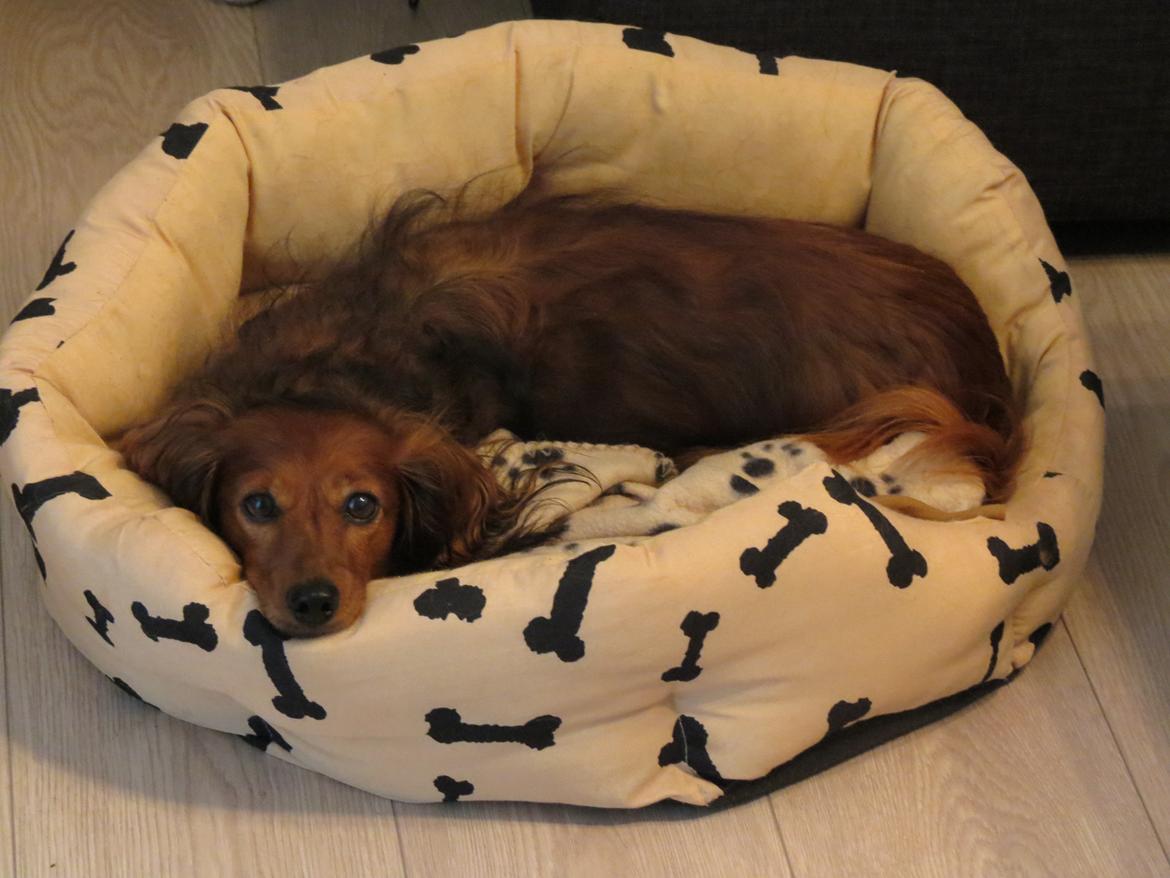 Gravhund Coco billede 4