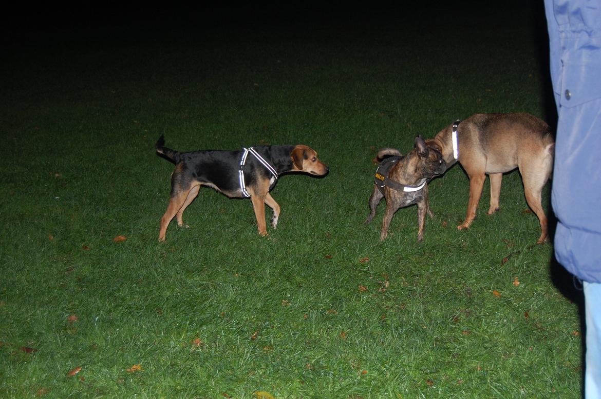 Blanding af racer Jackie billede 13