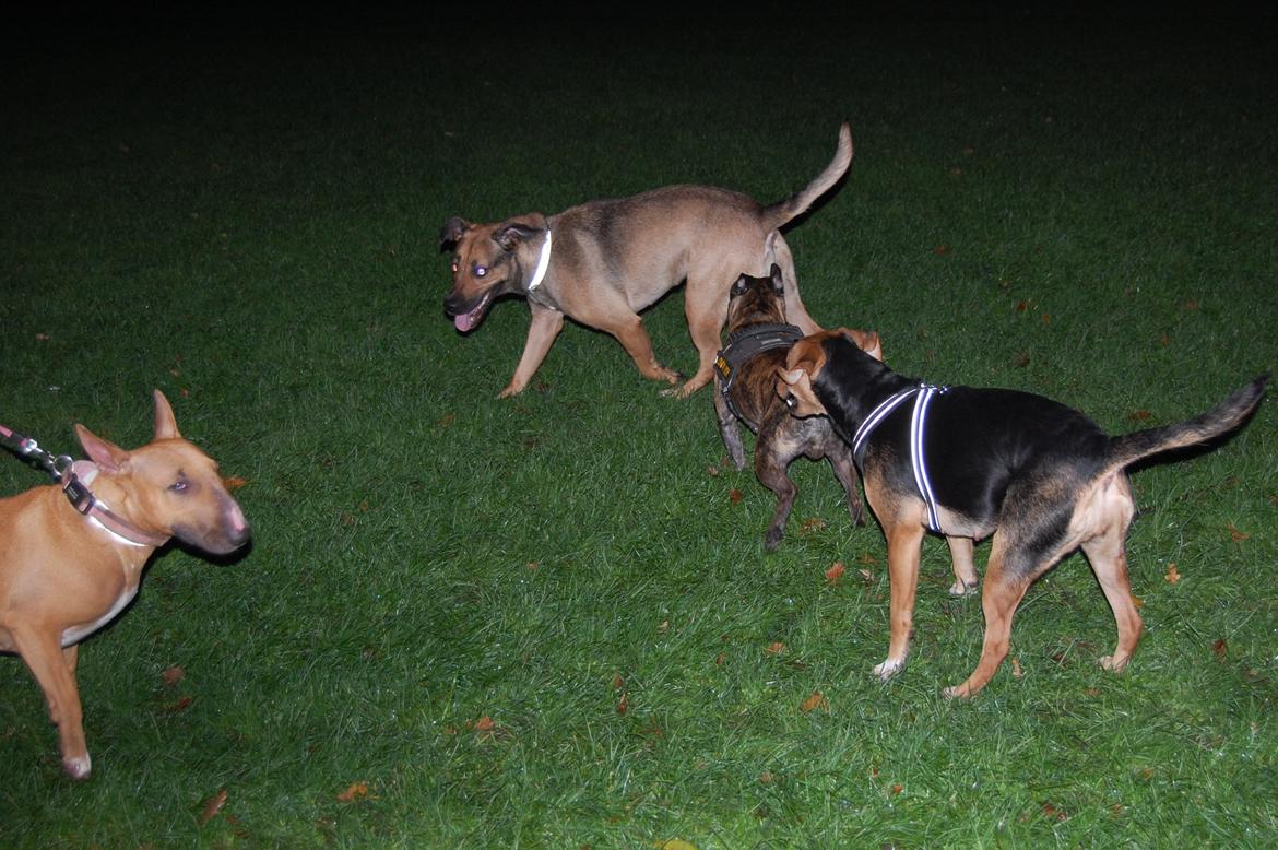 Blanding af racer Jackie - Det er mørkt og koldt udenfor.. og hvad så? Vi skal ud og lege! billede 6