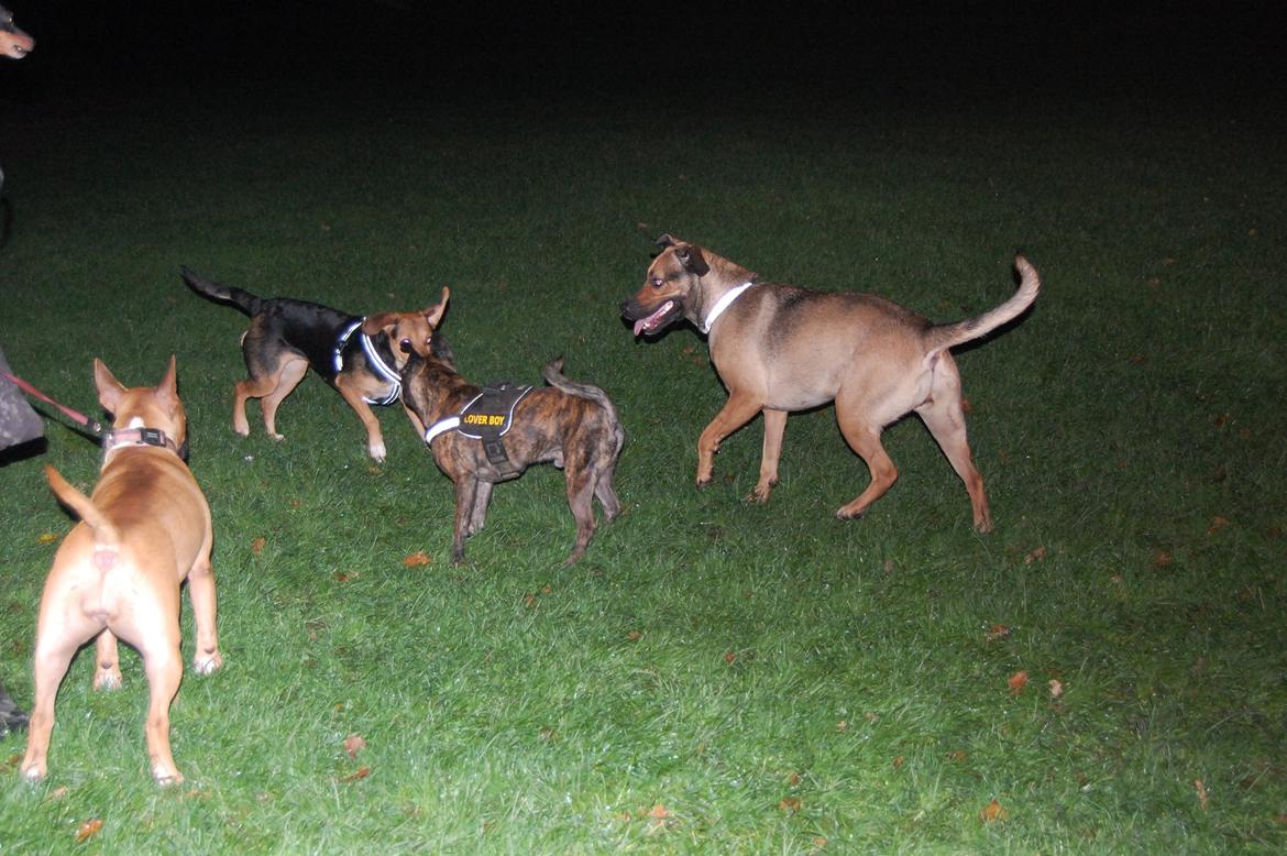 Blanding af racer Jackie billede 15