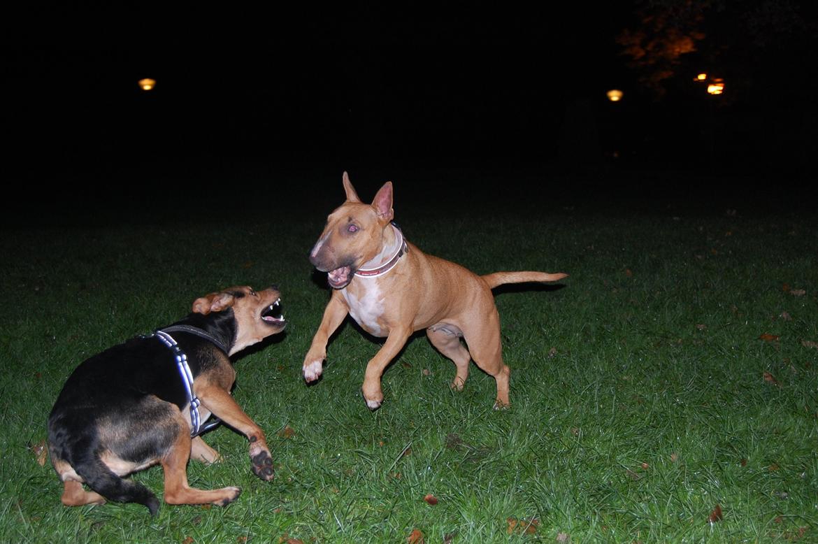 Blanding af racer Jackie - Det ser altid så voldsomt ud, når Jackie og Bailey leger. Dræberhunde. <3 billede 16