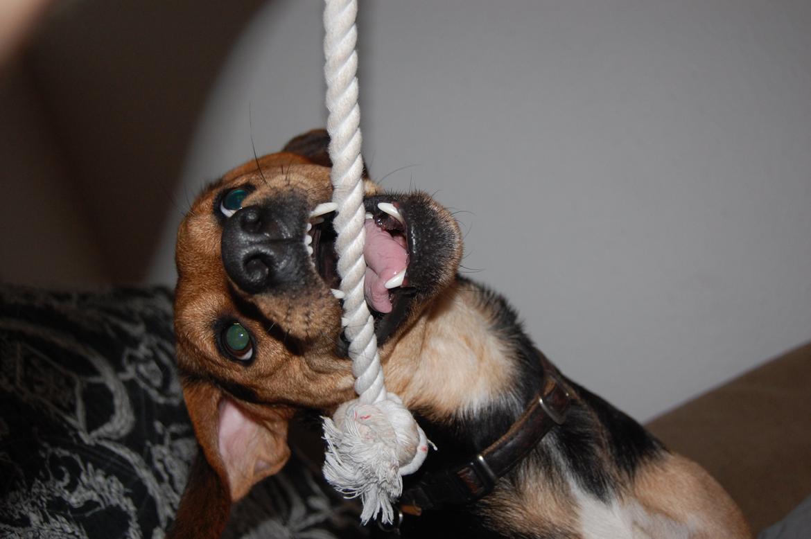 Blanding af racer Jackie billede 17