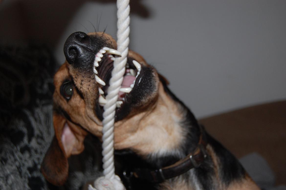 Blanding af racer Jackie billede 18