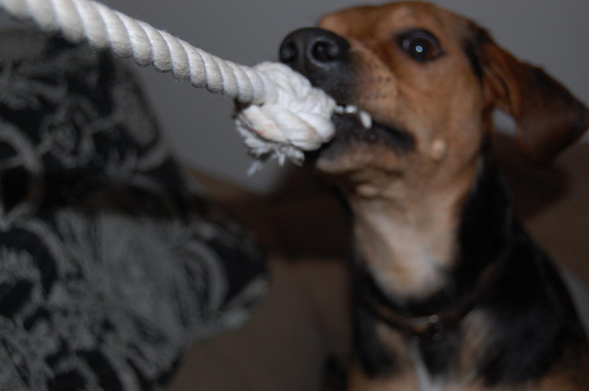 Blanding af racer Jackie billede 19