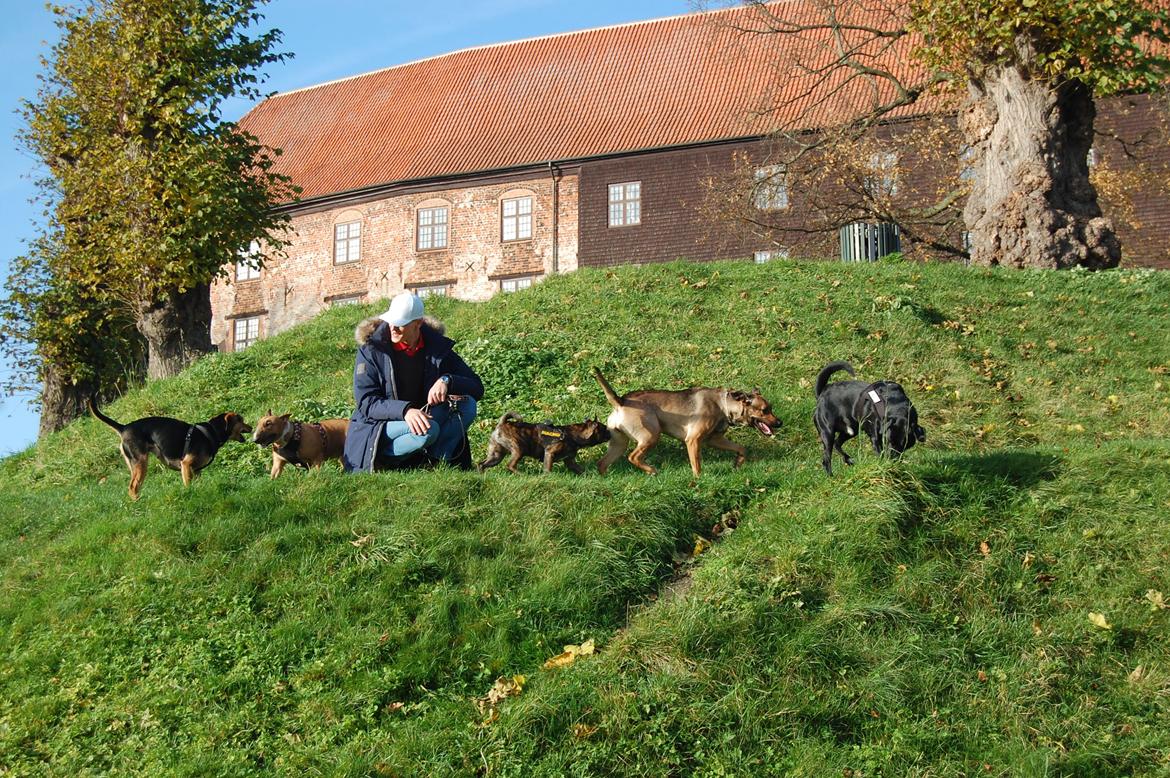 Blanding af racer Jackie billede 20
