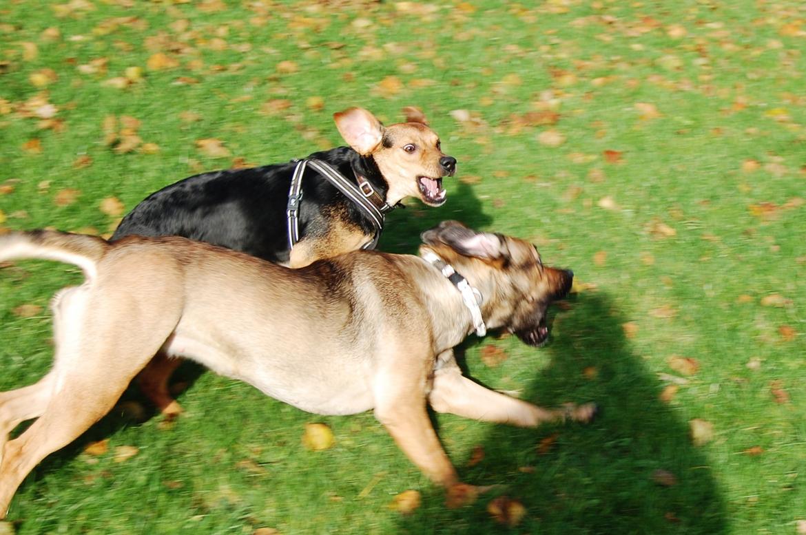 Blanding af racer Jackie billede 21