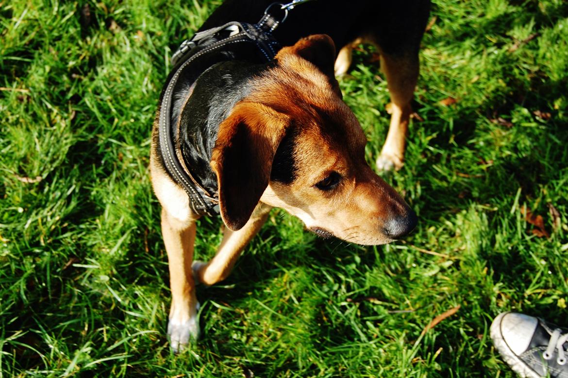 Blanding af racer Jackie billede 22