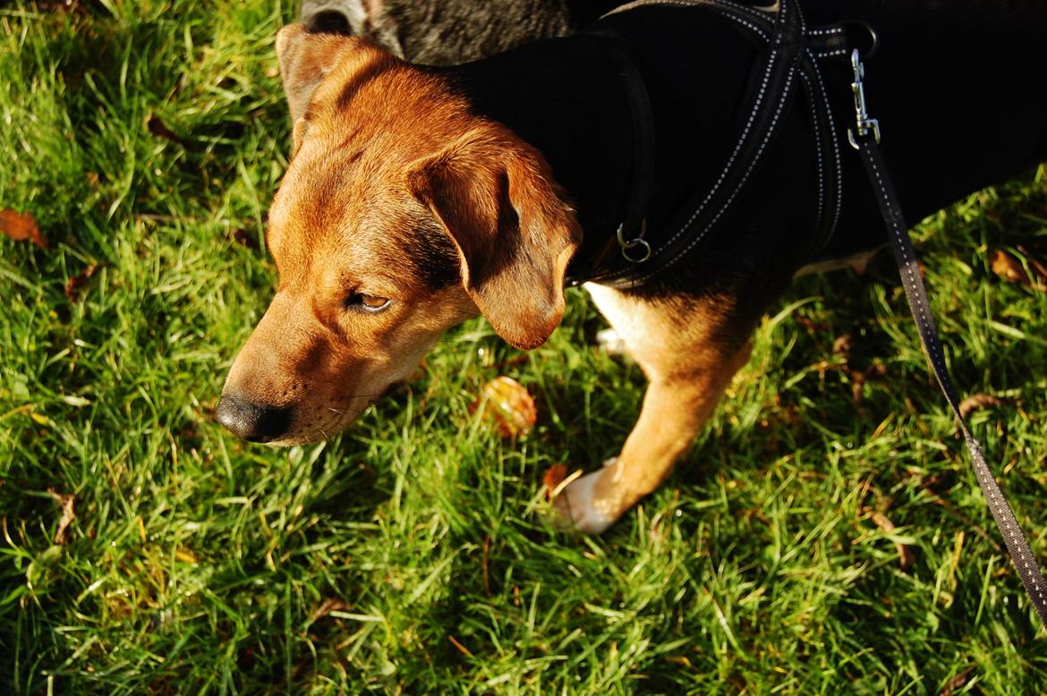 Blanding af racer Jackie billede 23