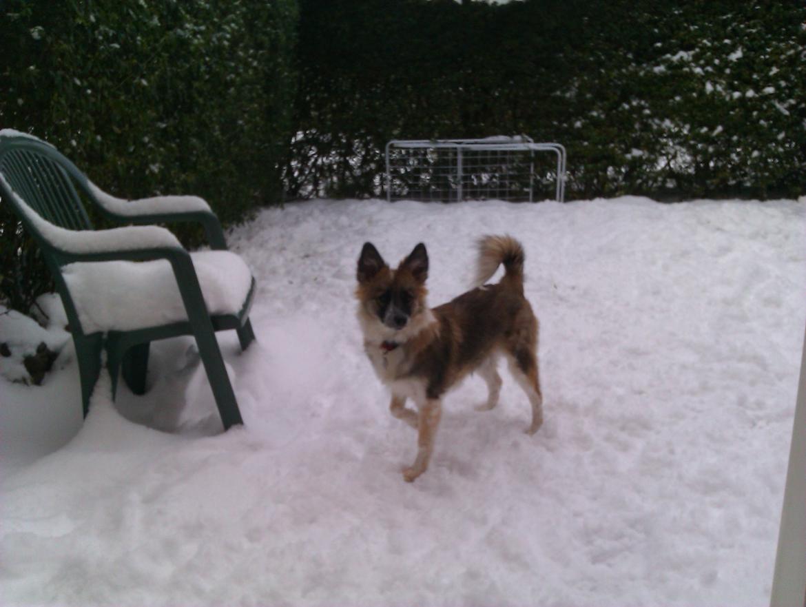 Blanding af racer Frida - Fridas første sne billede 6