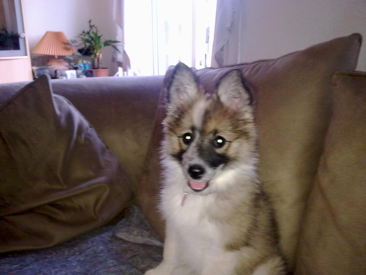 Blanding af racer Frida - Ørerne er nu oppe  billede 2