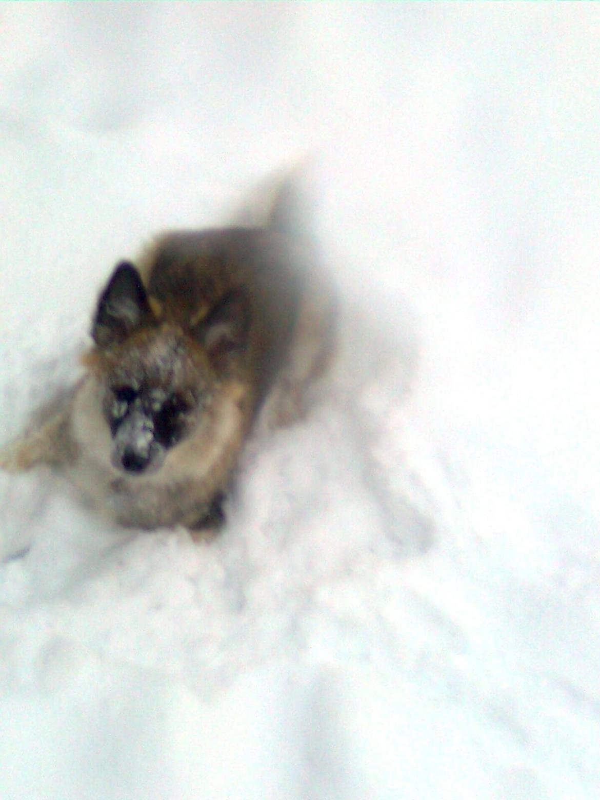 Blanding af racer Frida - Frida i sneen  billede 8