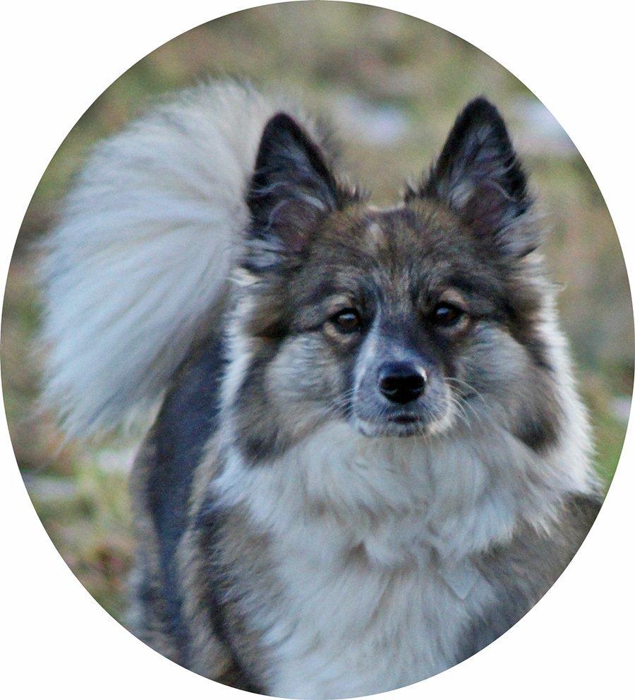 Blanding af racer Frida - Smukke Frida billede 10