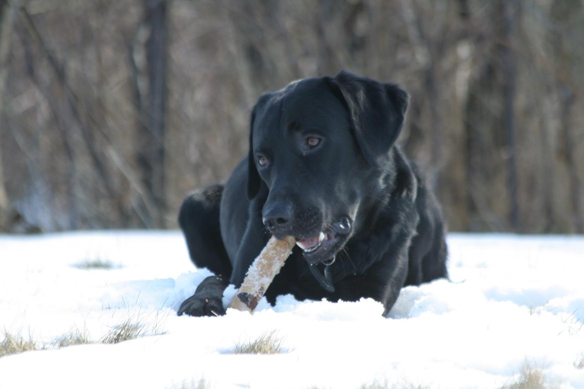 Labrador retriever Blackboys Kenzo billede 4