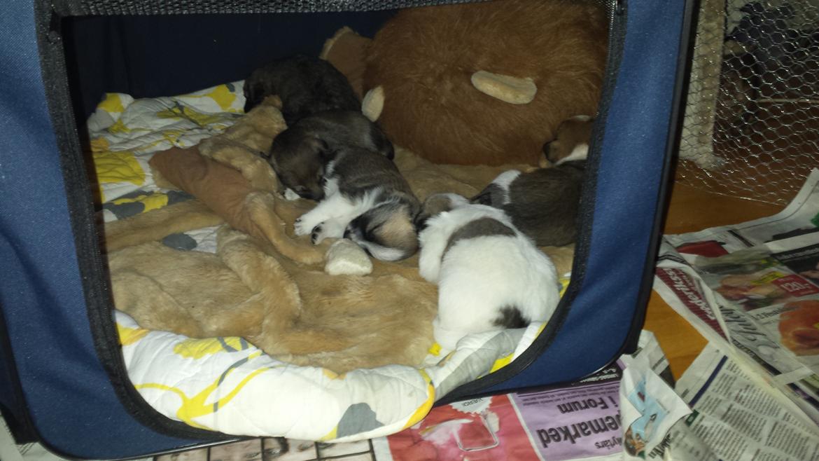 Blanding af racer Frida - Fridas børn 4 uger billede 13