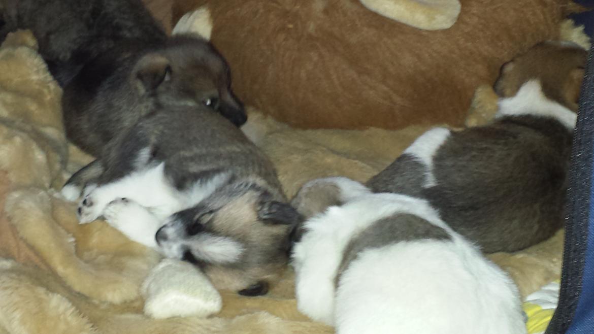 Blanding af racer Frida billede 14