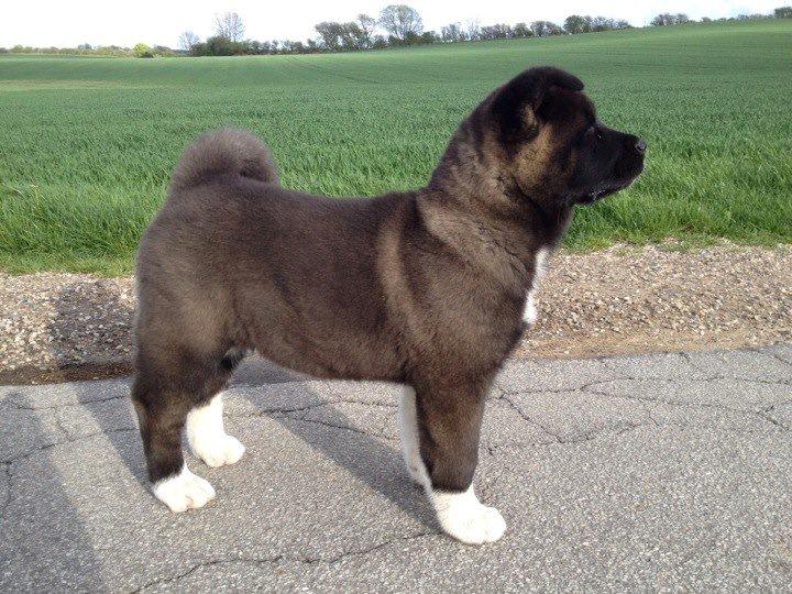 American Akita Evita billede 2