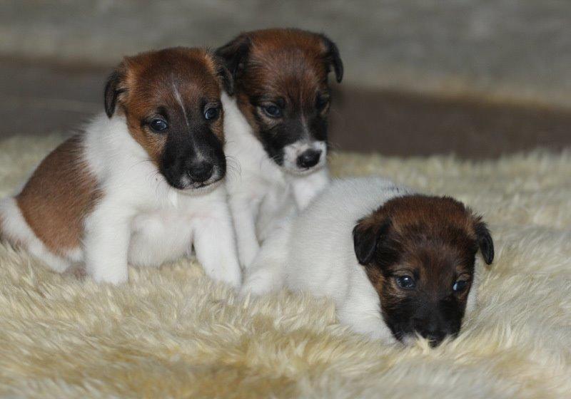 Glathåret foxterrier Egelykke Monarch - Monarch, som lille billede 2