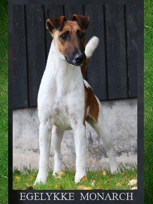 Glathåret foxterrier Egelykke Monarch - Så stolt ser man ud, når der går andre hunde forbi. billede 4