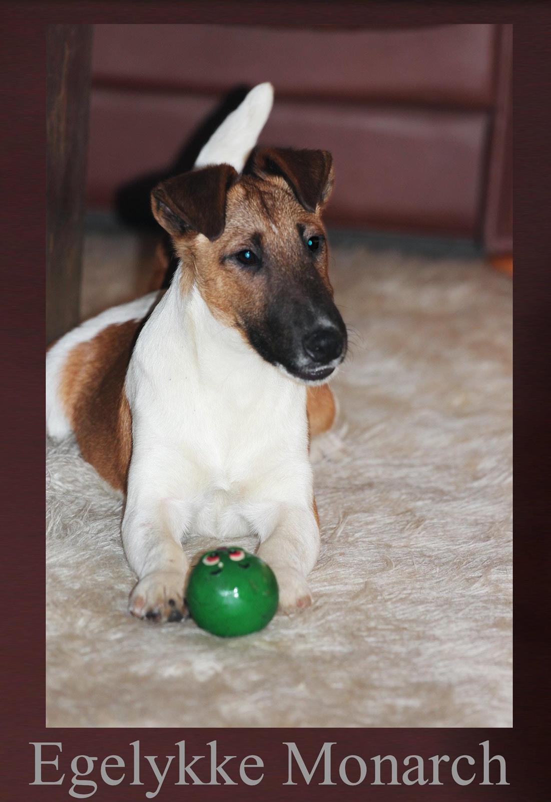Glathåret foxterrier Egelykke Monarch - Monarch 5,5 mdr,gammel billede 5