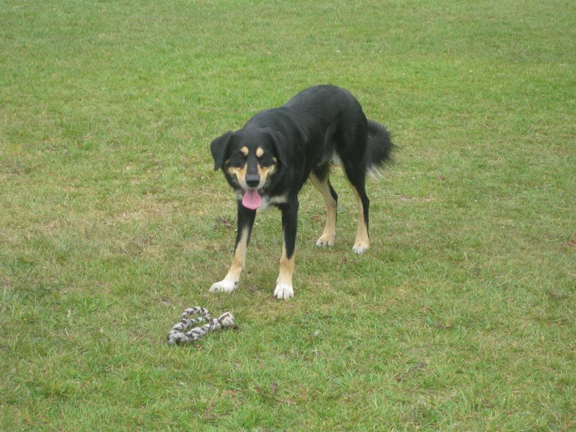 Blanding af racer Coda billede 2