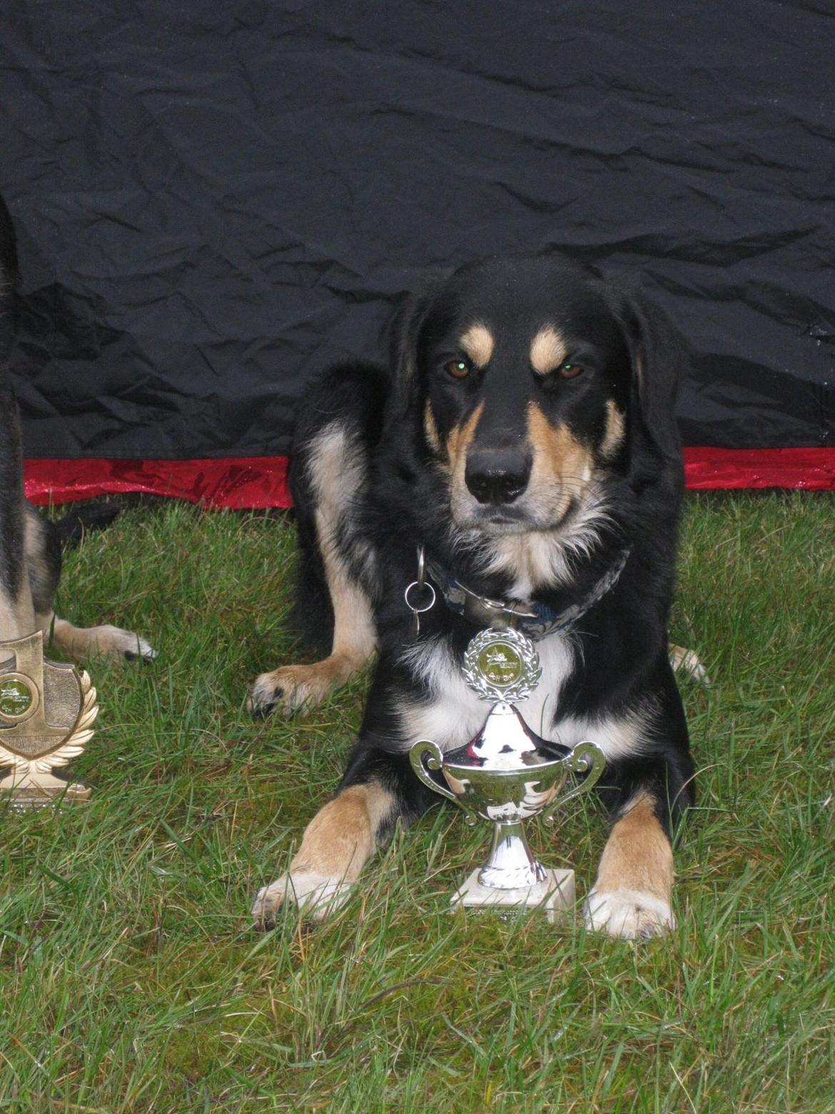 Blanding af racer Coda billede 3