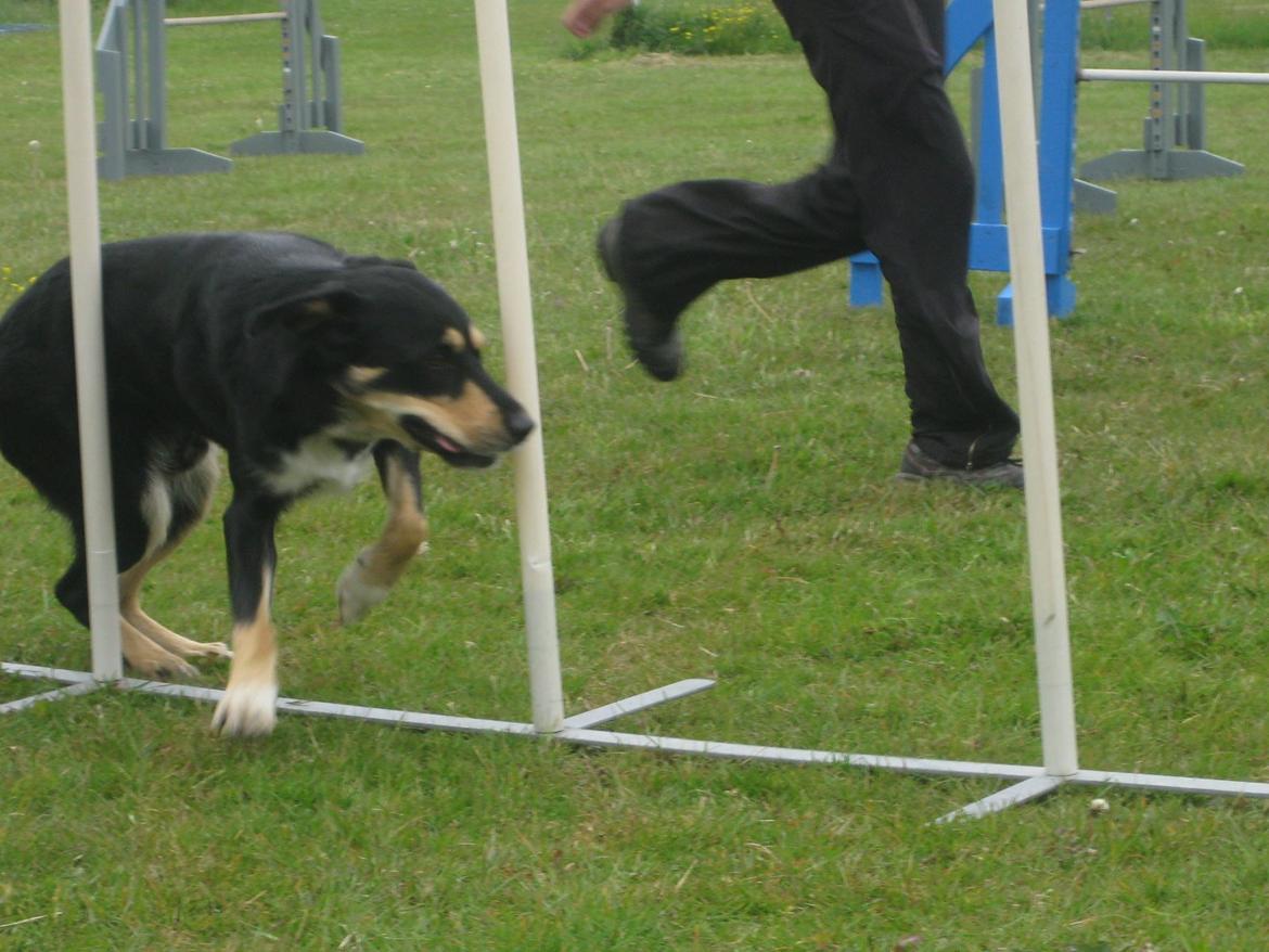 Blanding af racer Coda billede 4