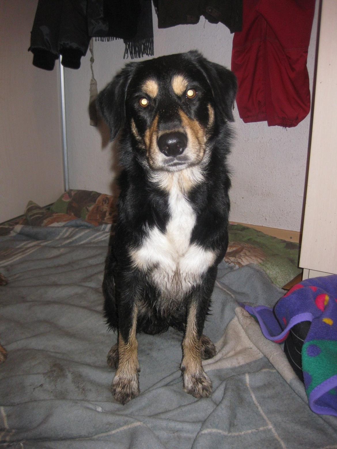 Blanding af racer Coda billede 5