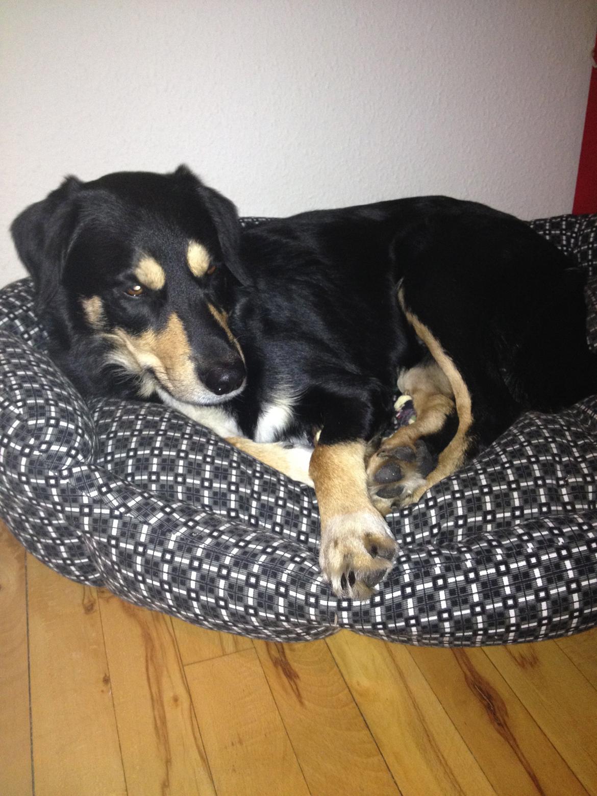 Blanding af racer Coda billede 6