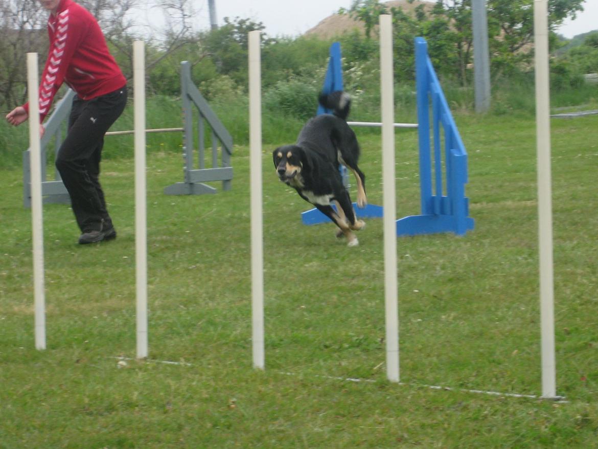 Blanding af racer Coda billede 7