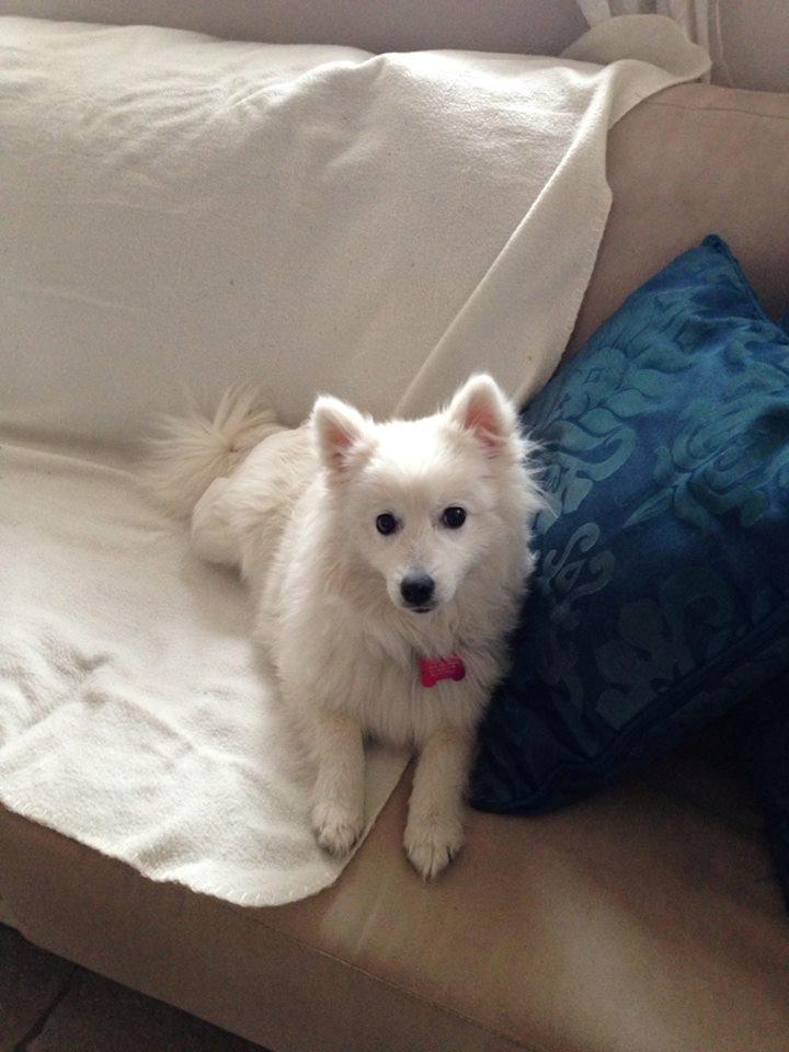 Japansk spids Yuki - Julle billede 8