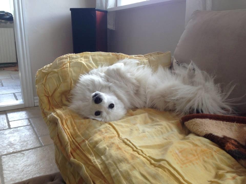 Japansk spids Yuki - Julle - skøre vovse.. billede 3