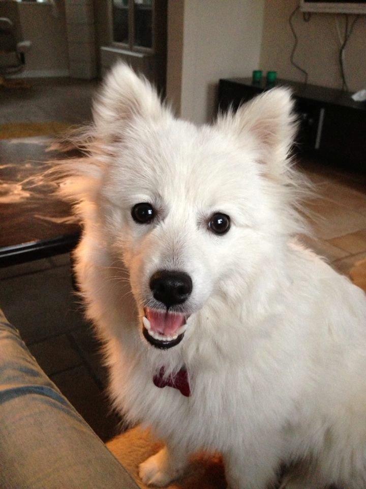 Japansk spids Yuki - Julle billede 4