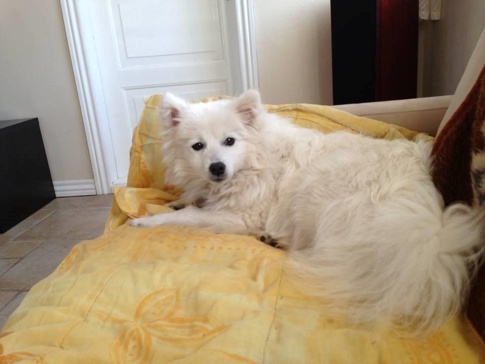 Japansk spids Yuki - Julle billede 5