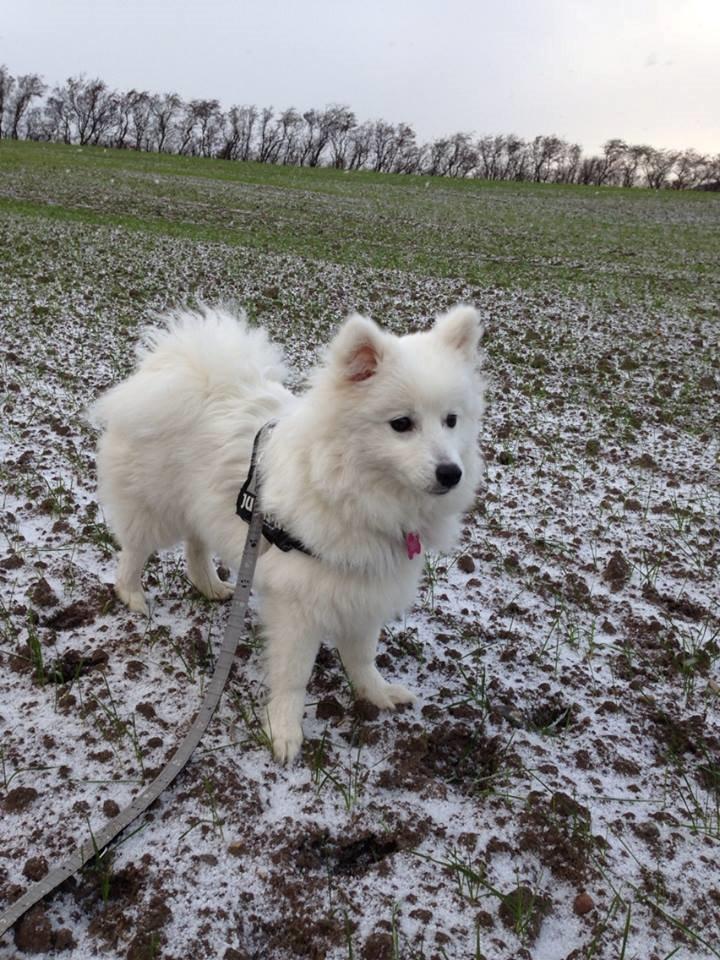 Japansk spids Yuki - Julle - Ude at gå en tur i det nyfaldne sne. billede 6