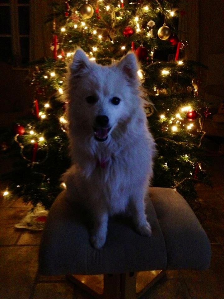 Japansk spids Yuki - Julle - Der skulle lige tages et fint billede foran juletræet billede 7