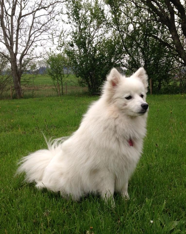 Japansk spids Yuki - Julle - Velkommen til Yukis profil :-) billede 1