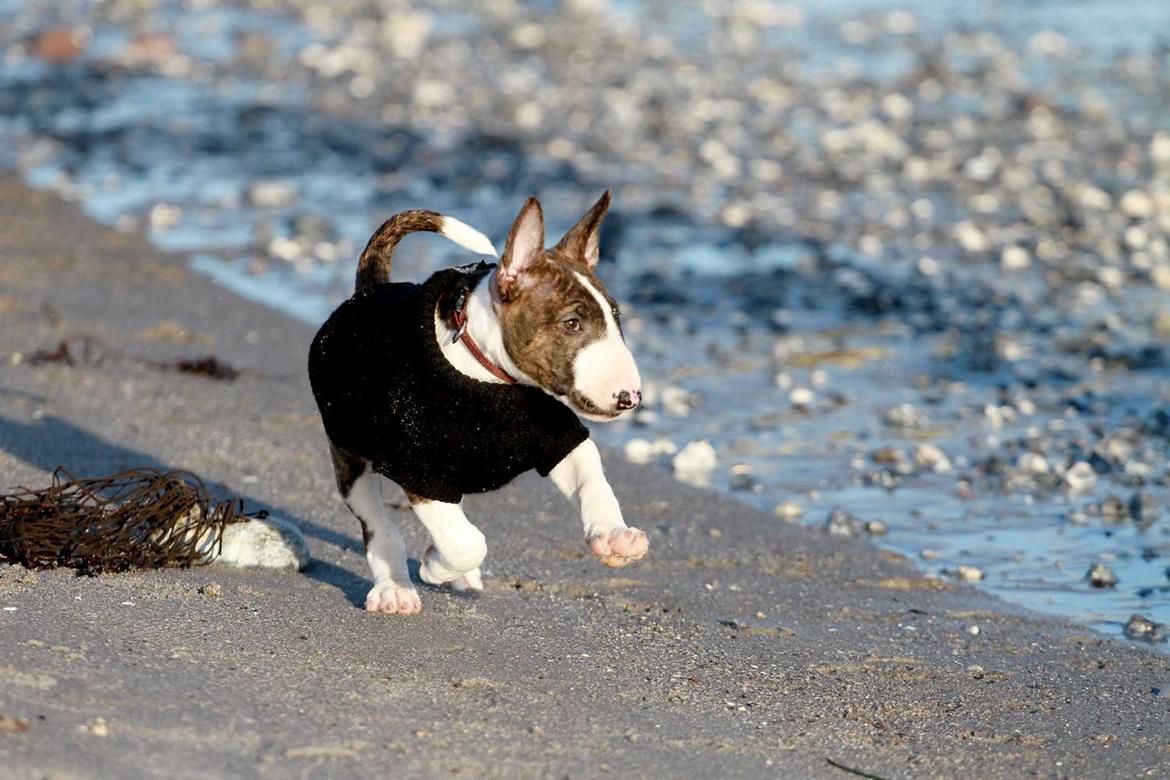 Bullterrier miniature Minimalistic`s WD Familia Española "Rita" billede 7