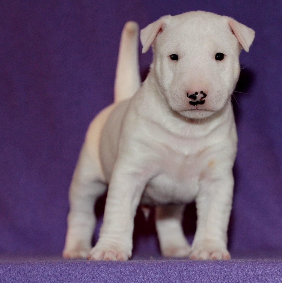 Bullterrier miniature Minimalistic`s WD Icebreaker "Clubber" billede 1