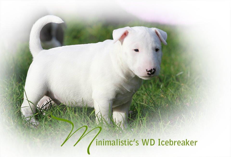 Bullterrier miniature Minimalistic`s WD Icebreaker "Clubber" billede 2