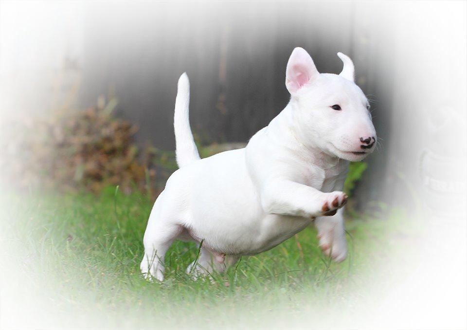 Bullterrier miniature Minimalistic`s WD Icebreaker "Clubber" billede 3